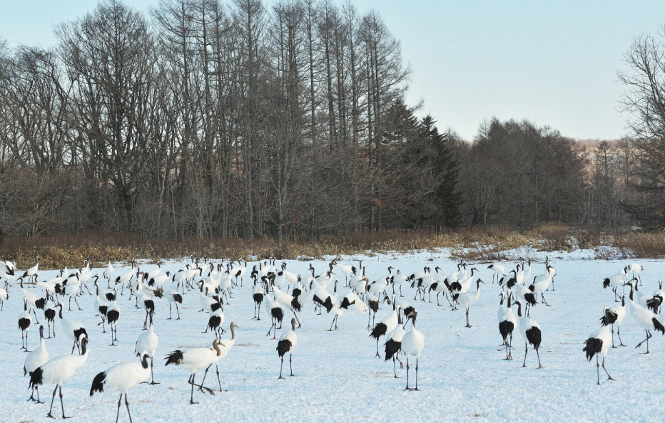 Tsurui, Hokkaido